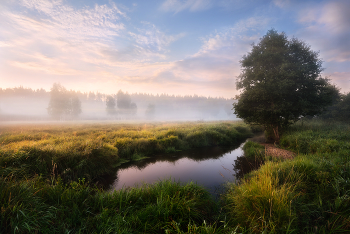 Foggy morning / ***