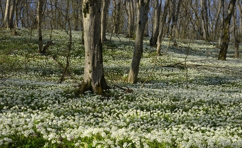 Morning in the forest / ***