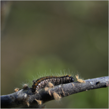 caterpillar. / ***
