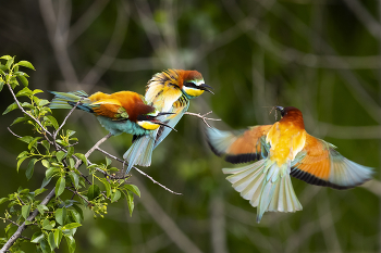 Showdown / ***