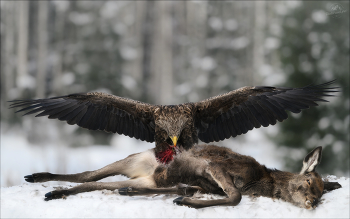 Wings / ***