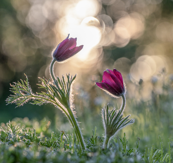 At sunset ... / ***