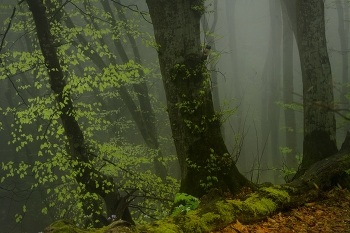Foggy morning / ***