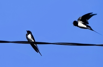 Birdies / ***