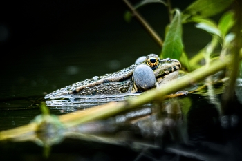 frog / ***