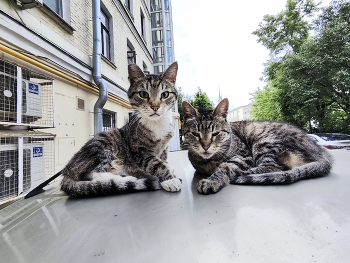 Cats / ***
