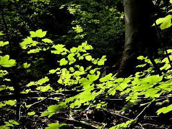 Licht .. / etwas mehr vom Licht..