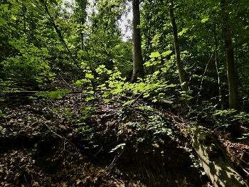 Das Licht im Wald. / Es war nur ein kleiner Lichtstrahl..