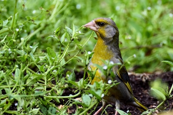 Yellow Wagtail / ***