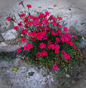 City Flowers / ***