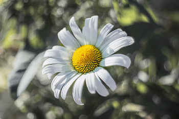 &nbsp; / Leucanthemum superbum