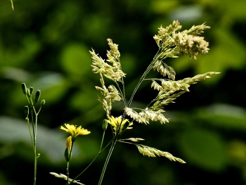 Nur Gras... / Gräsern und Blüten am Wegrand