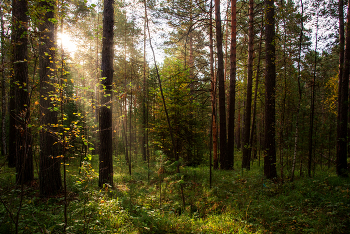Morning in a pine forest / ***
