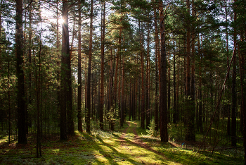 Morning in a pine forest / ***