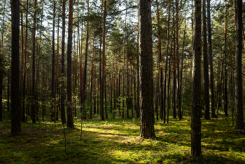 Morning in a pine forest / ***