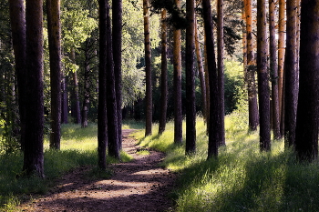 In the pine forest. / ***