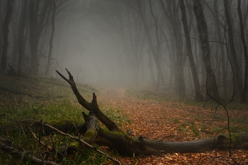 Foggy morning / ***