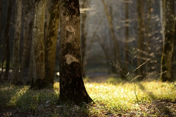 Morning in the forest / ***