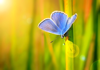 Copper-butterfly / ***