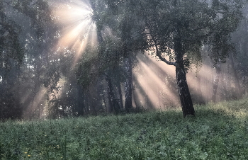 Morgennebel / ***