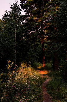 Summer evening. / ***