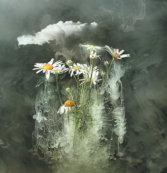 Daisies / ***