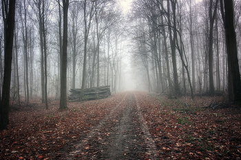 Foggy morning / ***