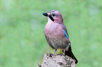 Jay / ***