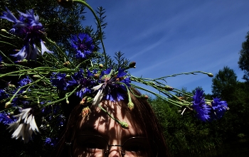 Cornflowers / ***