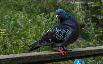 From the life of birds / ***