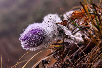 Pulsatilla Crimean / ***