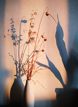 evening / ***