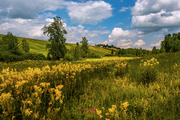 Flower meadow / ***