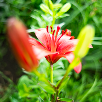 Flowers / ***
