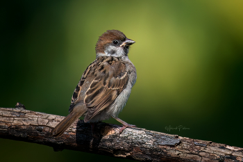 sparrow / ***