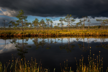 Dawn on the swamp / ***