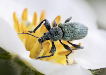 Weevil / ***