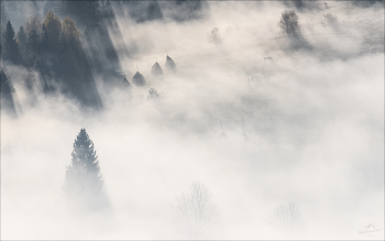 Morning silhouettes / ***