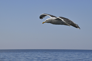 SEAGULL / ***
