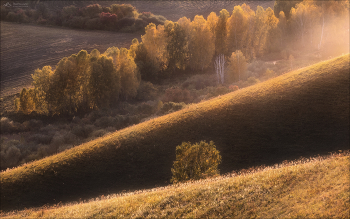 Morning walks / ***