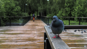From the life of birds / ***