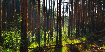 In forest / ***