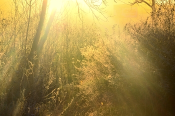 Sunrise in the forest / ***