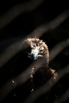 Golden eagle / ***