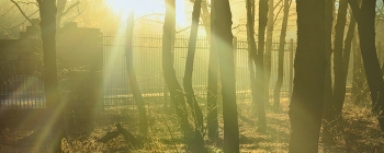 Sunrise in the forest / ***