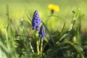 The color of spring / ***