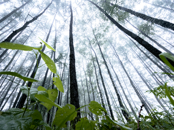Forest / ***