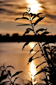 Evening etude. / ***