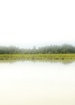 Foggy morning / ***