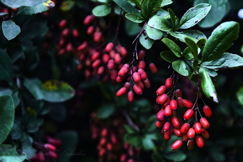 That autumn / ***